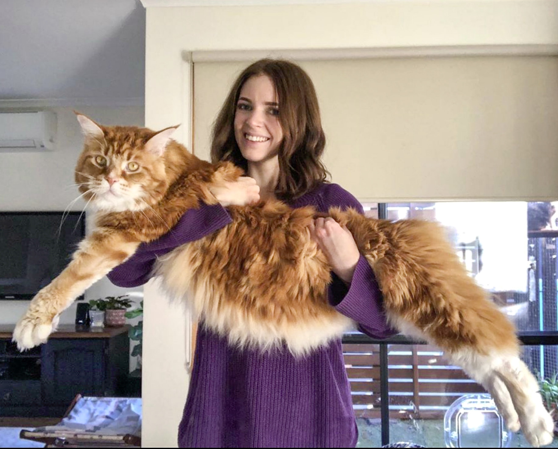 Voici Omar Le Plus Grand Et Plus Gros Chat Du Monde